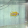 Sunshine Peacock - Image 9