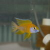 Sunshine Peacock - Image 3