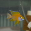 Sunshine Peacock - Image 2