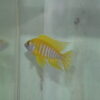 Sunshine Peacock - Image 7