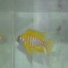 Sunshine Peacock - Image 5