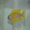 Sunshine Peacock - Image 6